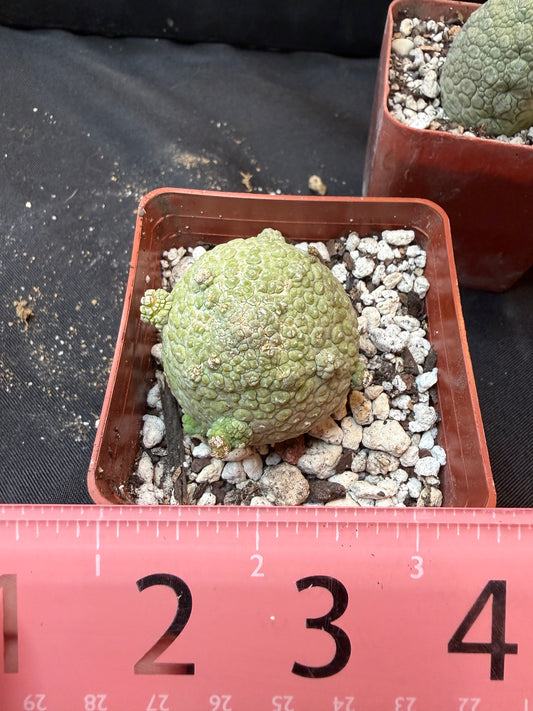 Pseudolithos migiurtinus large size 323