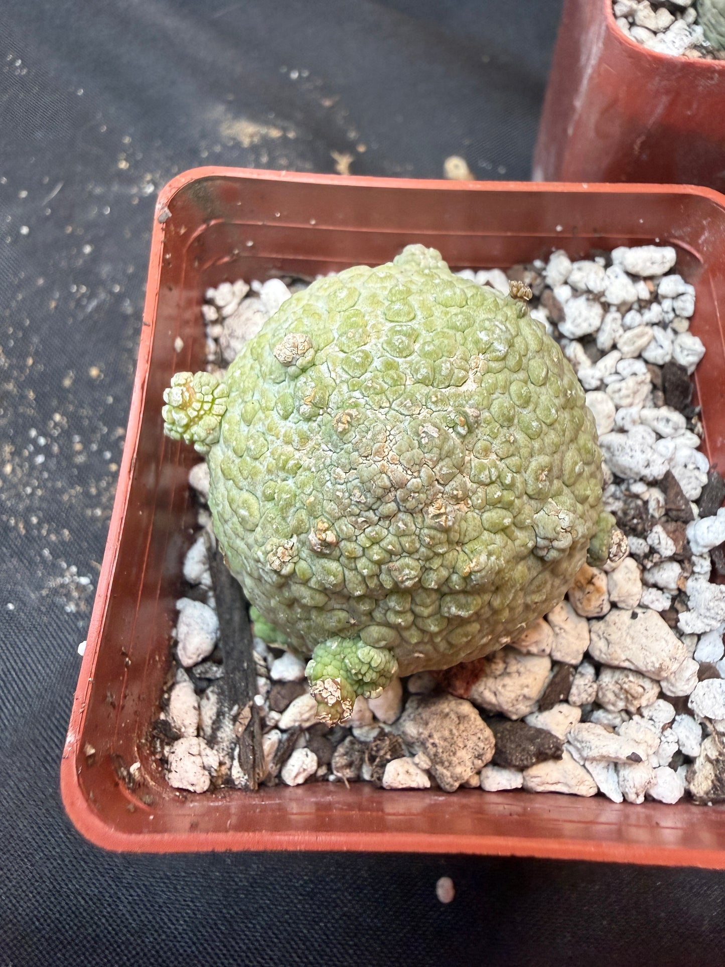 Pseudolithos migiurtinus large size 323