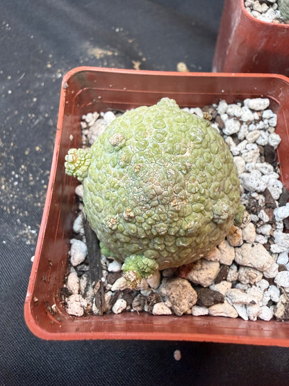 Pseudolithos migiurtinus large size 323