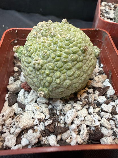 Pseudolithos migiurtinus large size 323