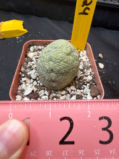 Pseudolithos migiurtinus large 324