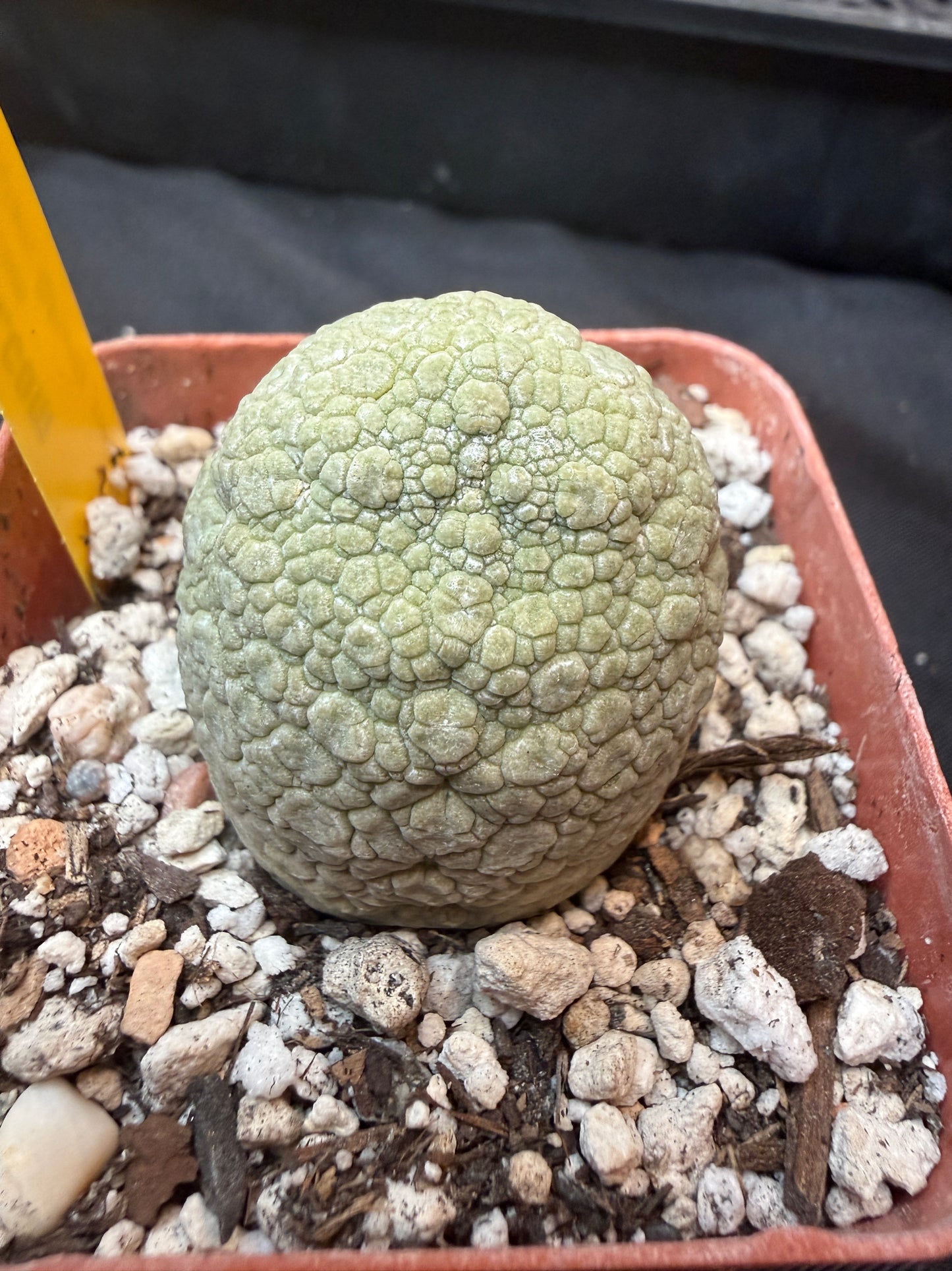 Pseudolithos migiurtinus large 324