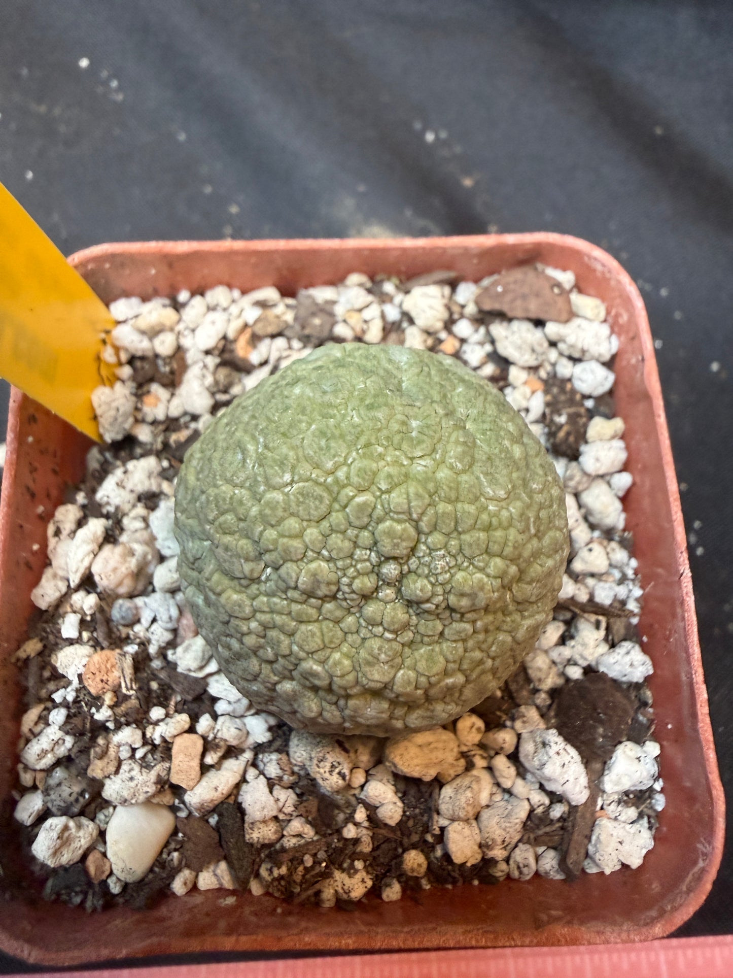 Pseudolithos migiurtinus large 324