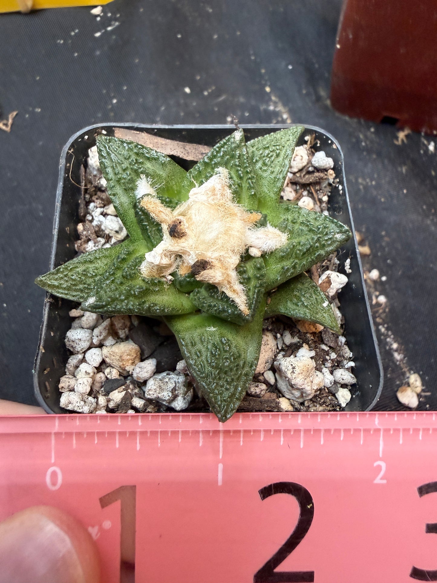 Ariocarpus fissuratus 325
