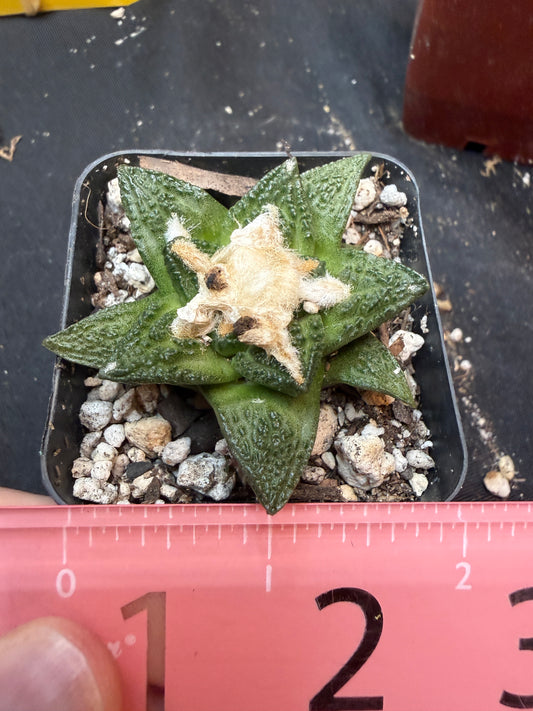 Ariocarpus fissuratus 325