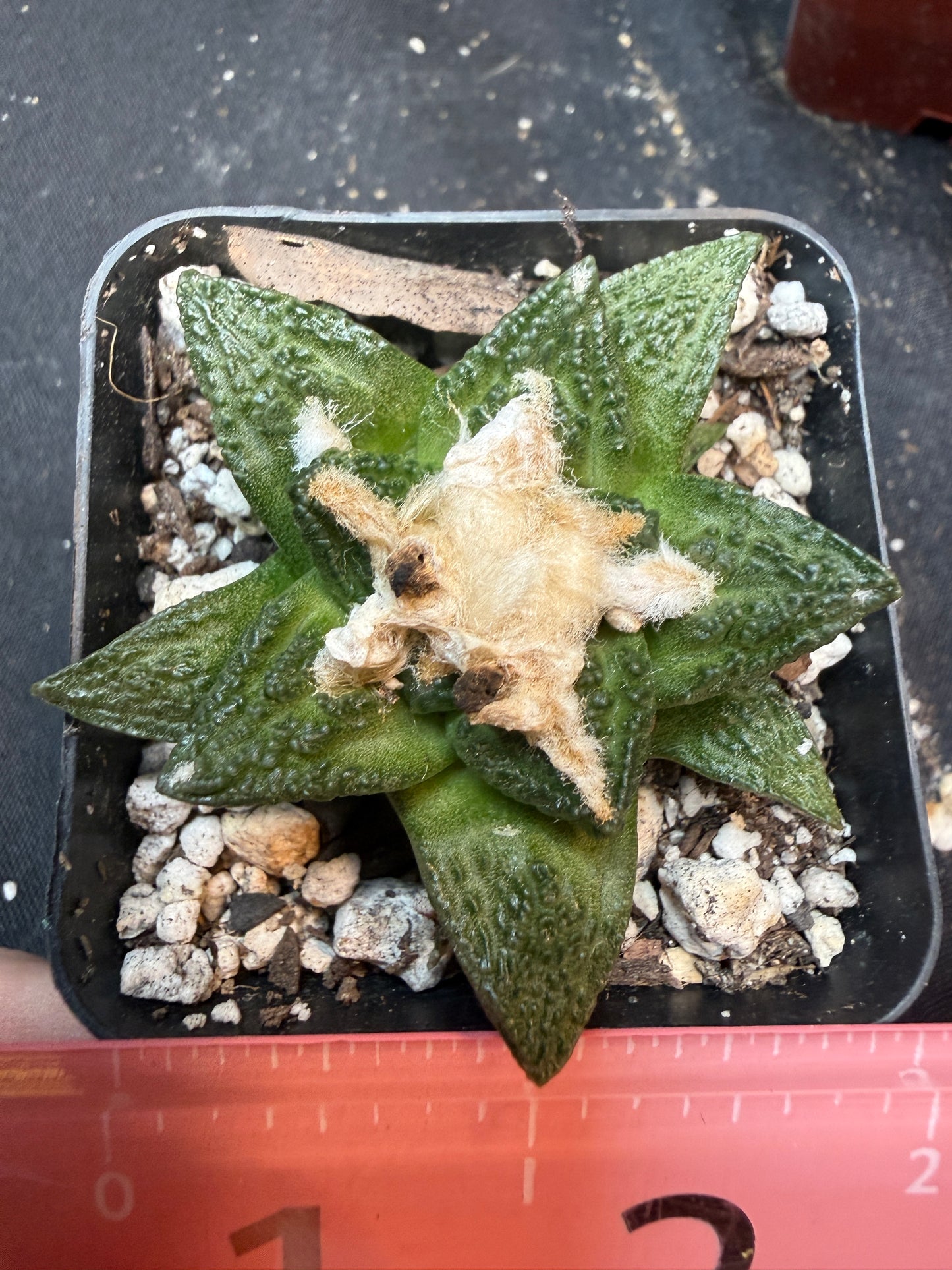 Ariocarpus fissuratus 325