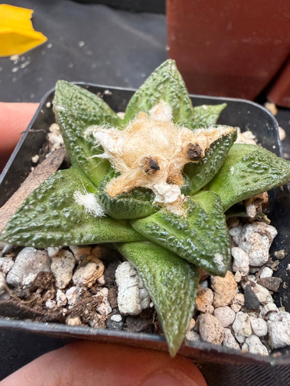 Ariocarpus fissuratus 325