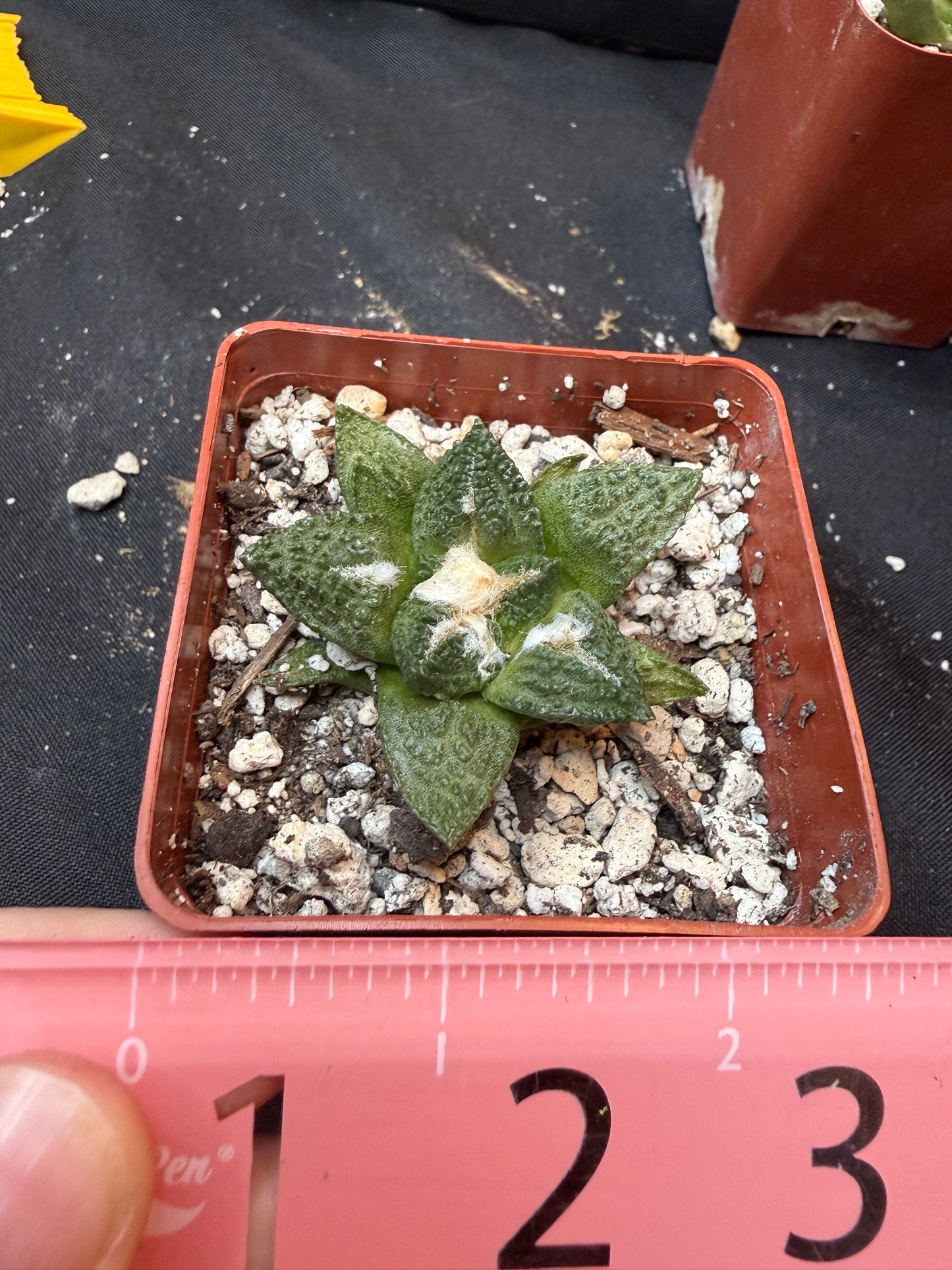 Ariocarpus fissuratus 326