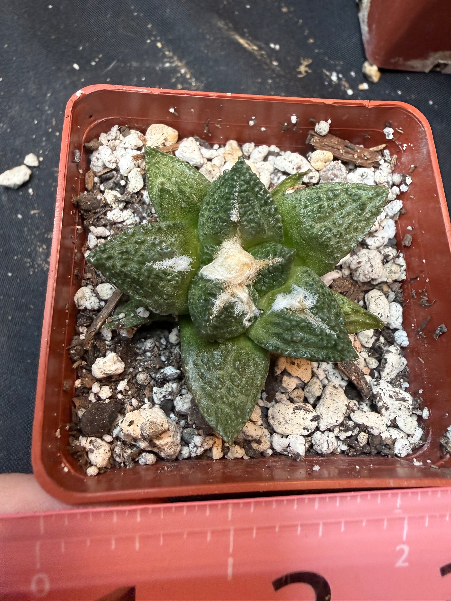 Ariocarpus fissuratus 326