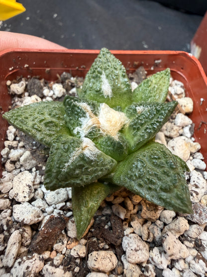 Ariocarpus fissuratus 326