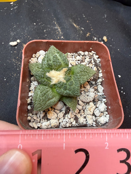 Ariocarpus fissuratus 327