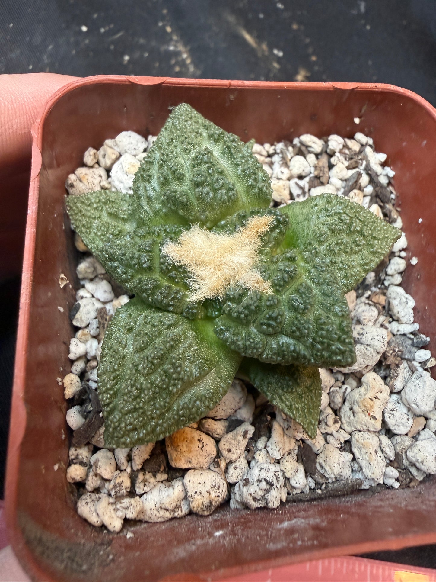 Ariocarpus fissuratus 327