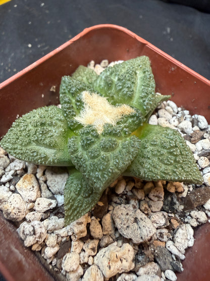 Ariocarpus fissuratus 327