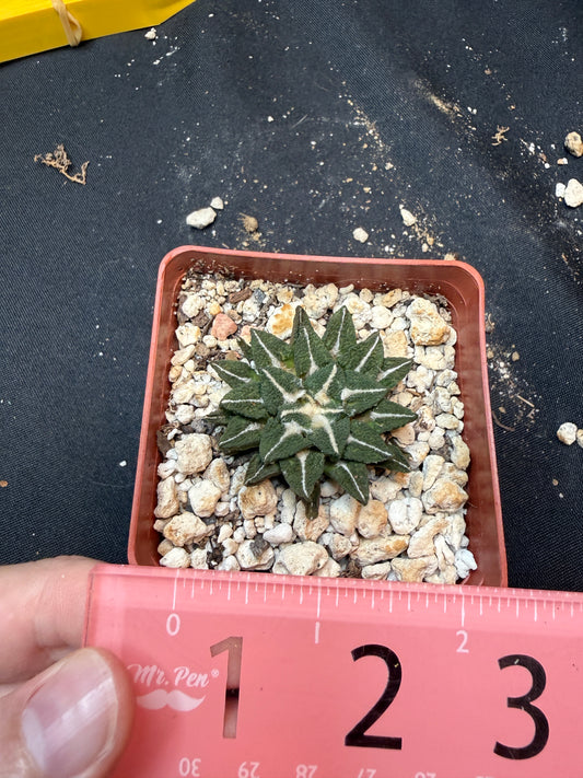 Ariocarpus kotschoubeyanus Elephantidens ooibo rare 328