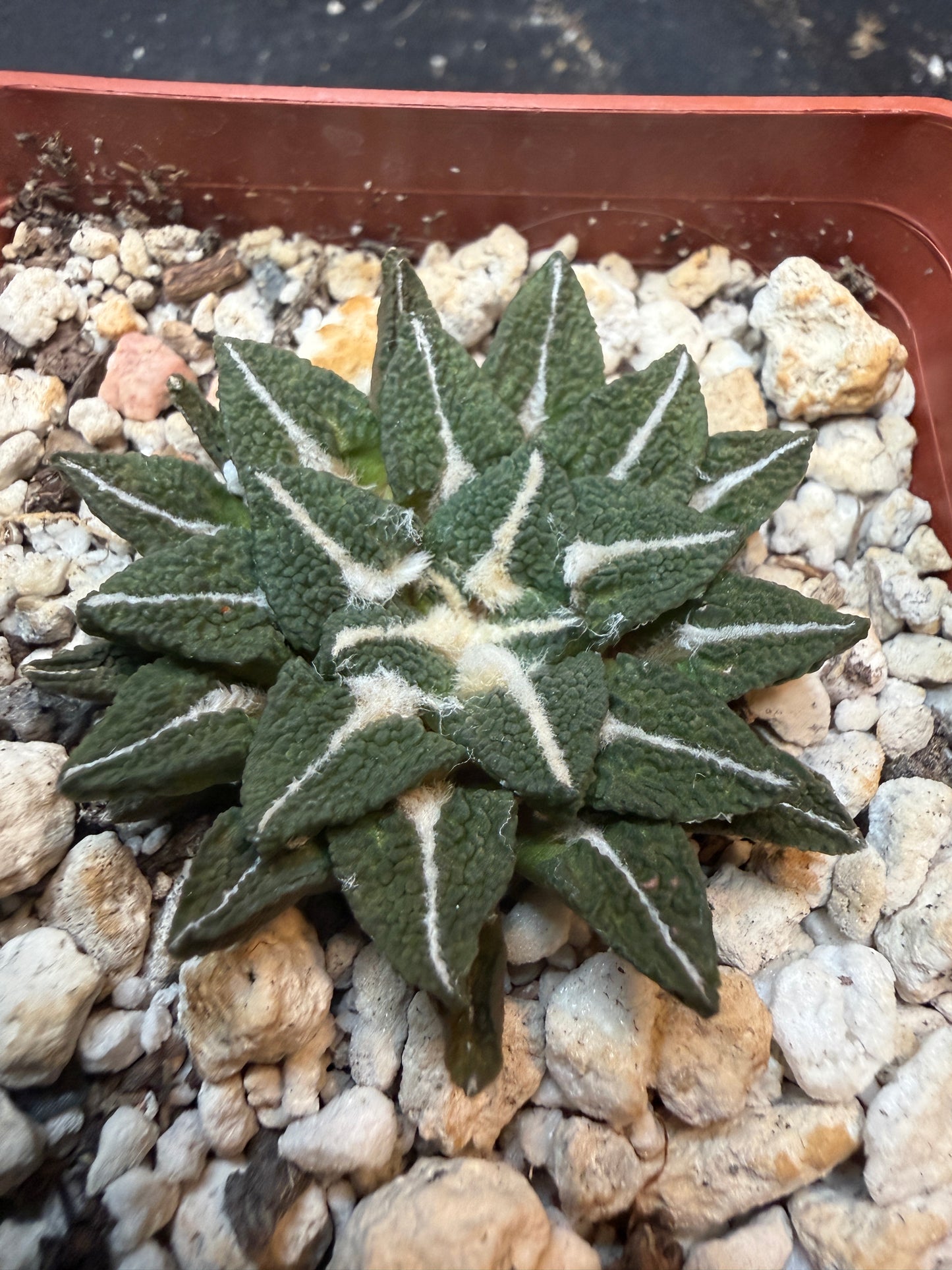 Ariocarpus kotschoubeyanus Elephantidens ooibo rare 328