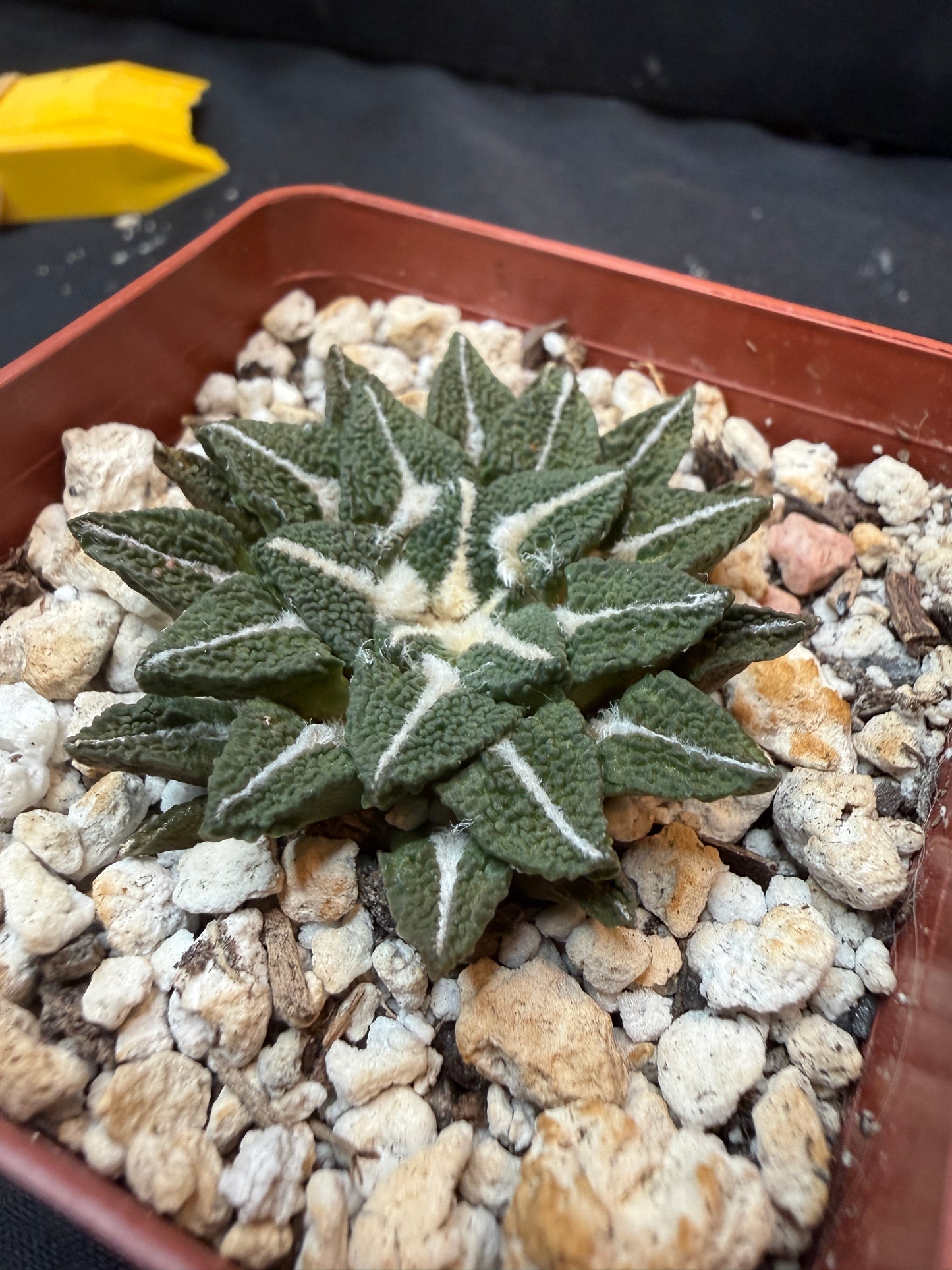 Ariocarpus kotschoubeyanus Elephantidens ooibo rare 328