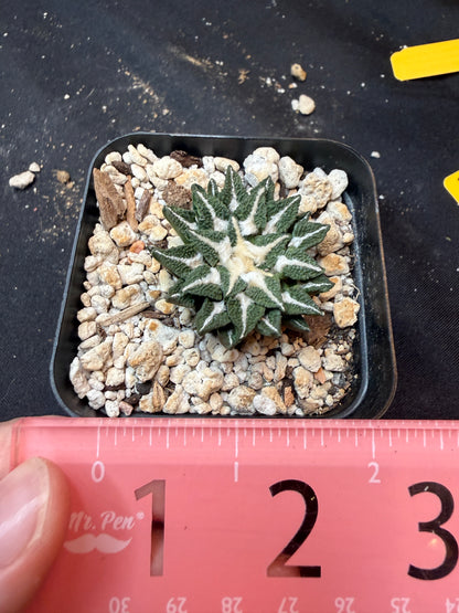 Ariocarpus kotschoubeyanus Elephantidens ooibo rare 329