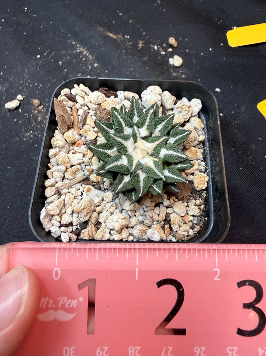 Ariocarpus kotschoubeyanus Elephantidens ooibo rare 329