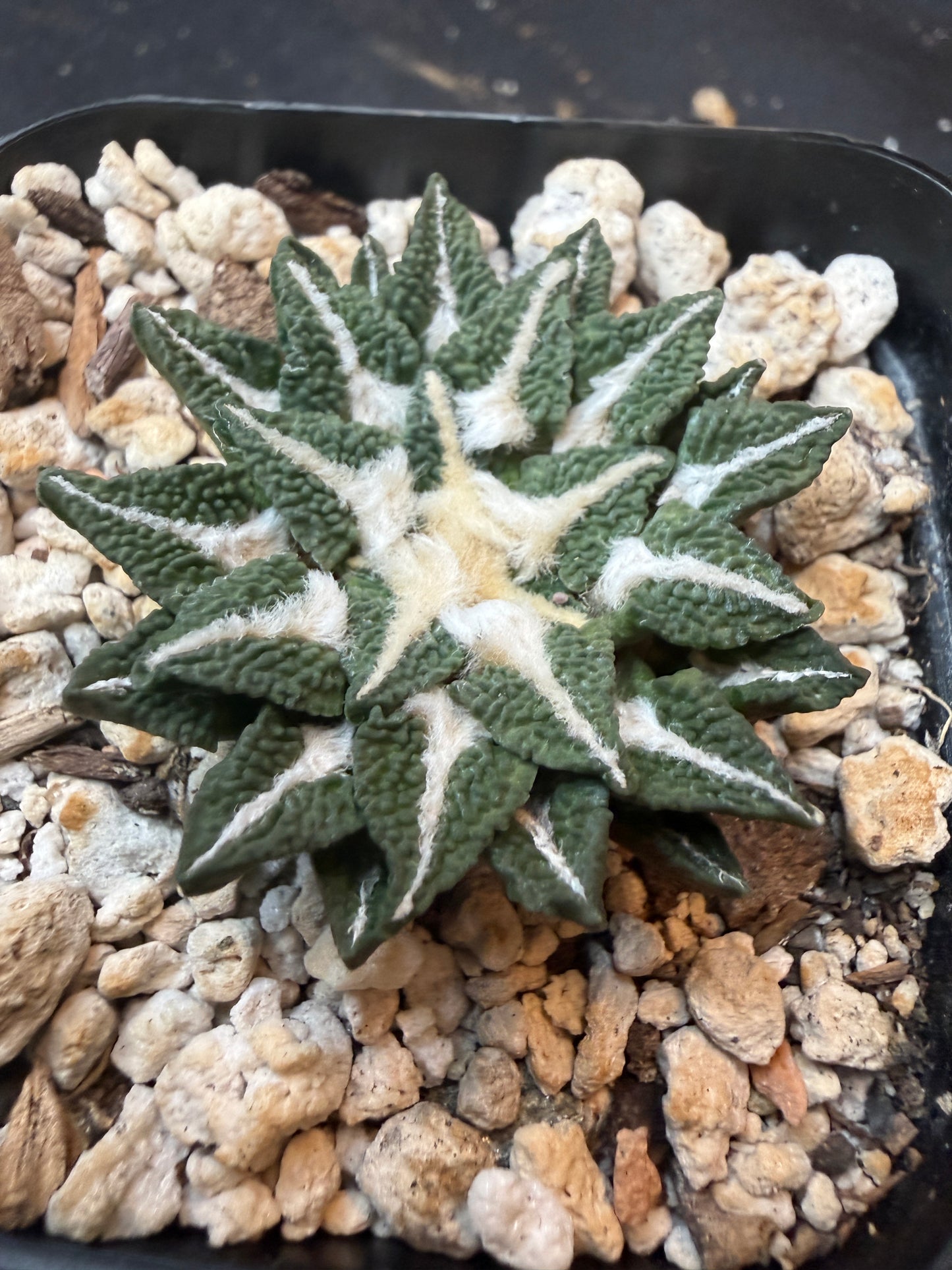 Ariocarpus kotschoubeyanus Elephantidens ooibo rare 329