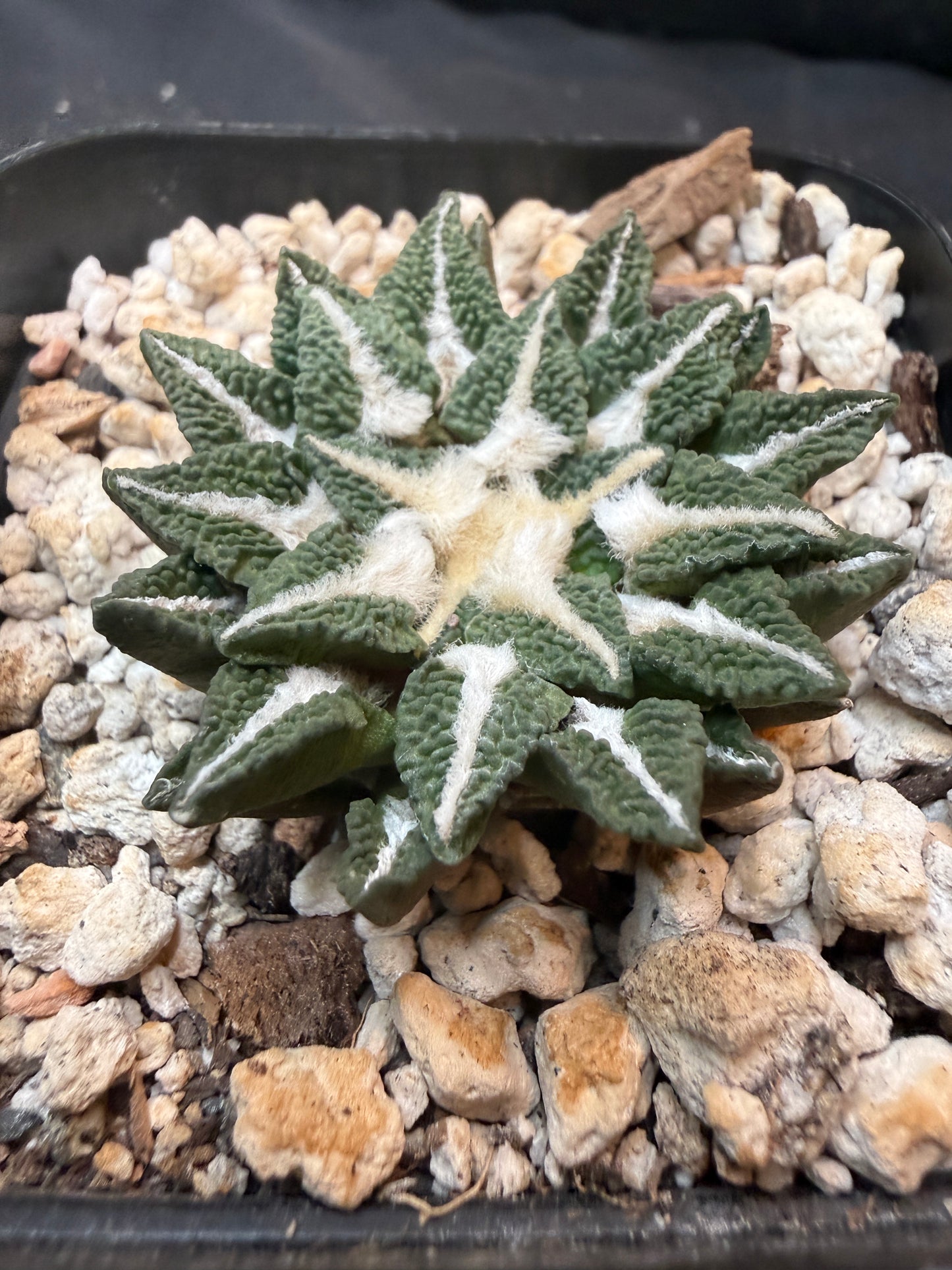 Ariocarpus kotschoubeyanus Elephantidens ooibo rare 329