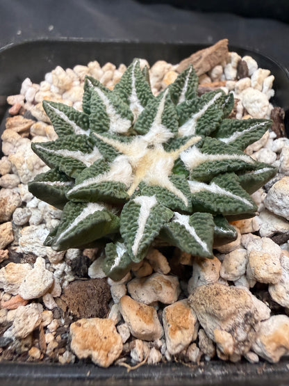 Ariocarpus kotschoubeyanus Elephantidens ooibo rare 329