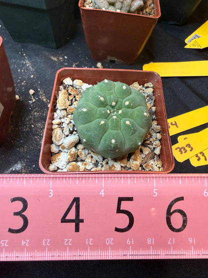 Matucana madisoniroium 330