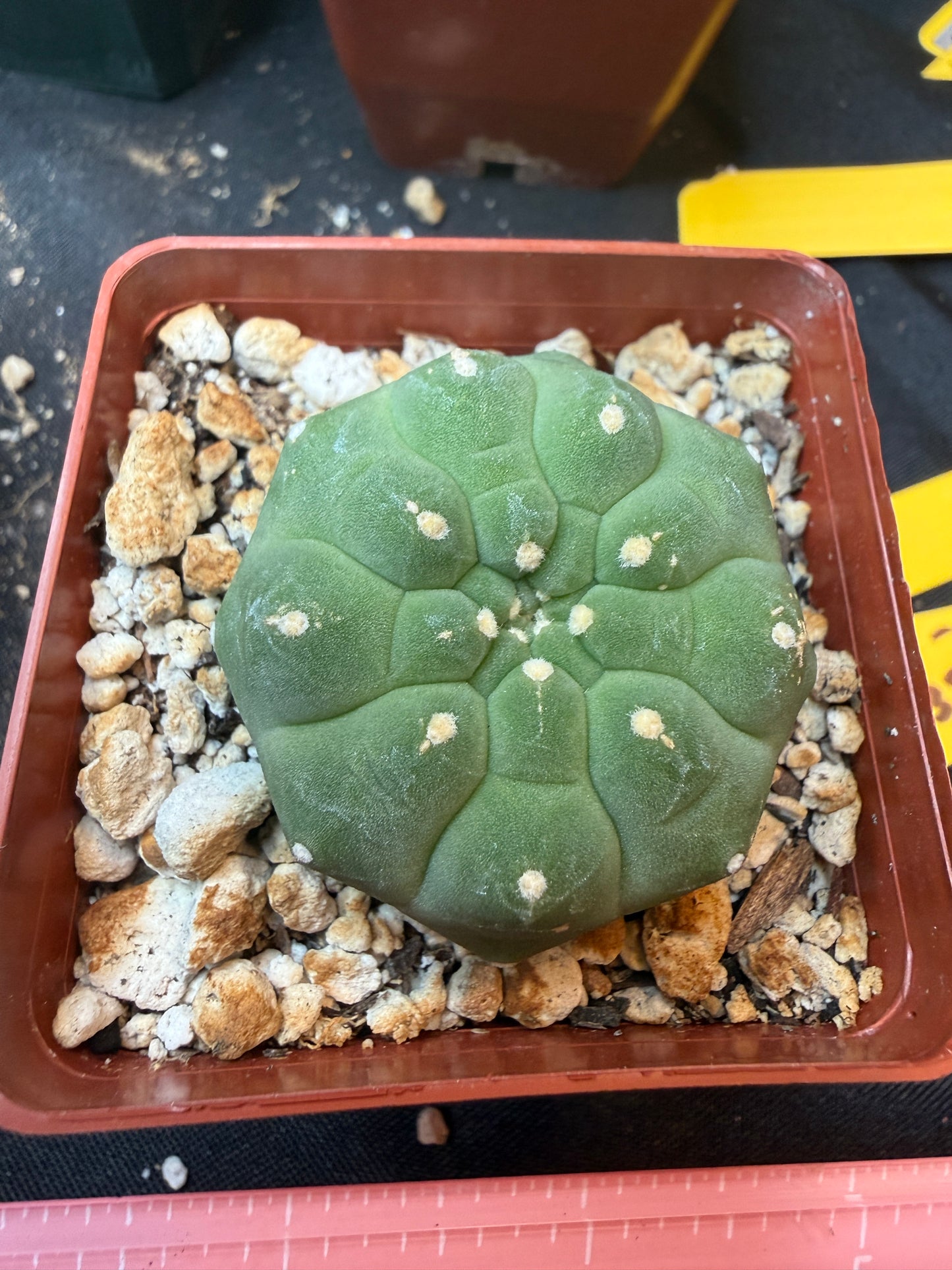 Matucana madisoniroium 330