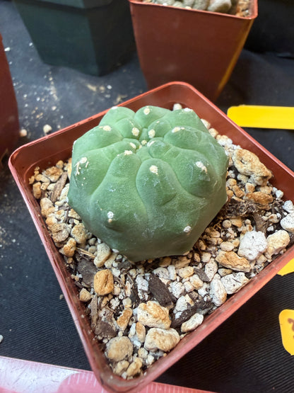 Matucana madisoniroium 330