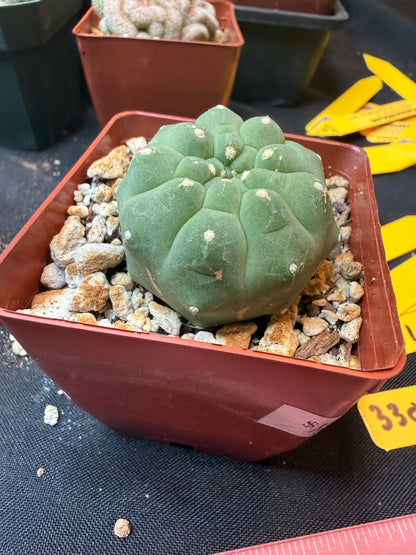Matucana madisoniroium 330