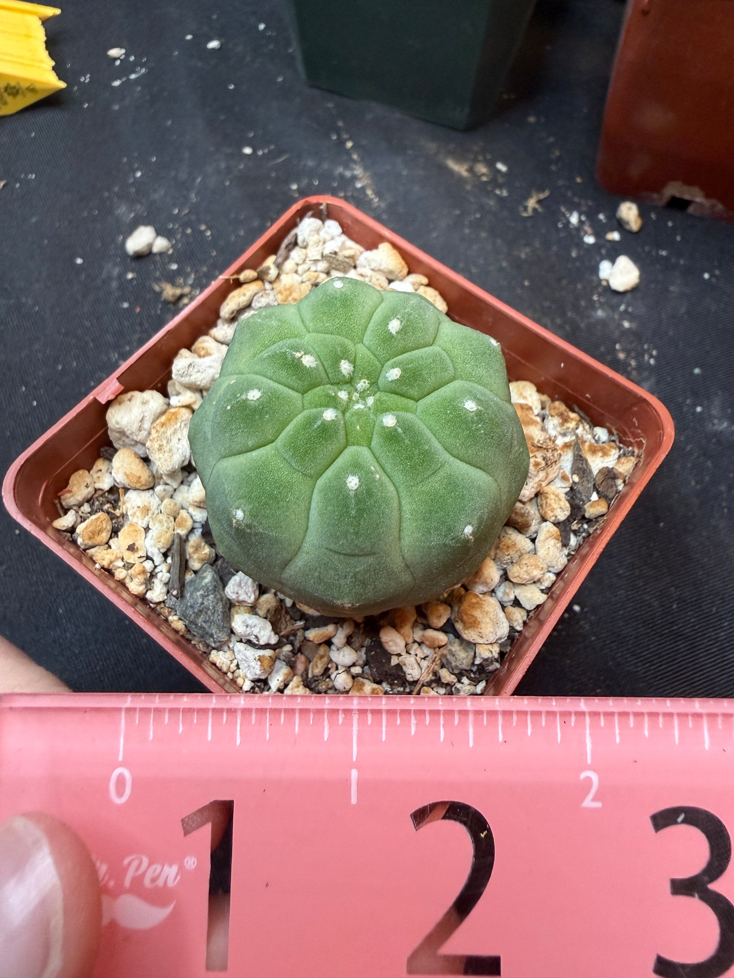 Matucana madison 331