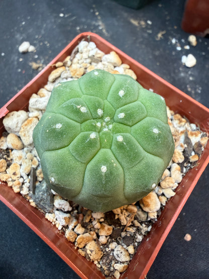 Matucana madison 331