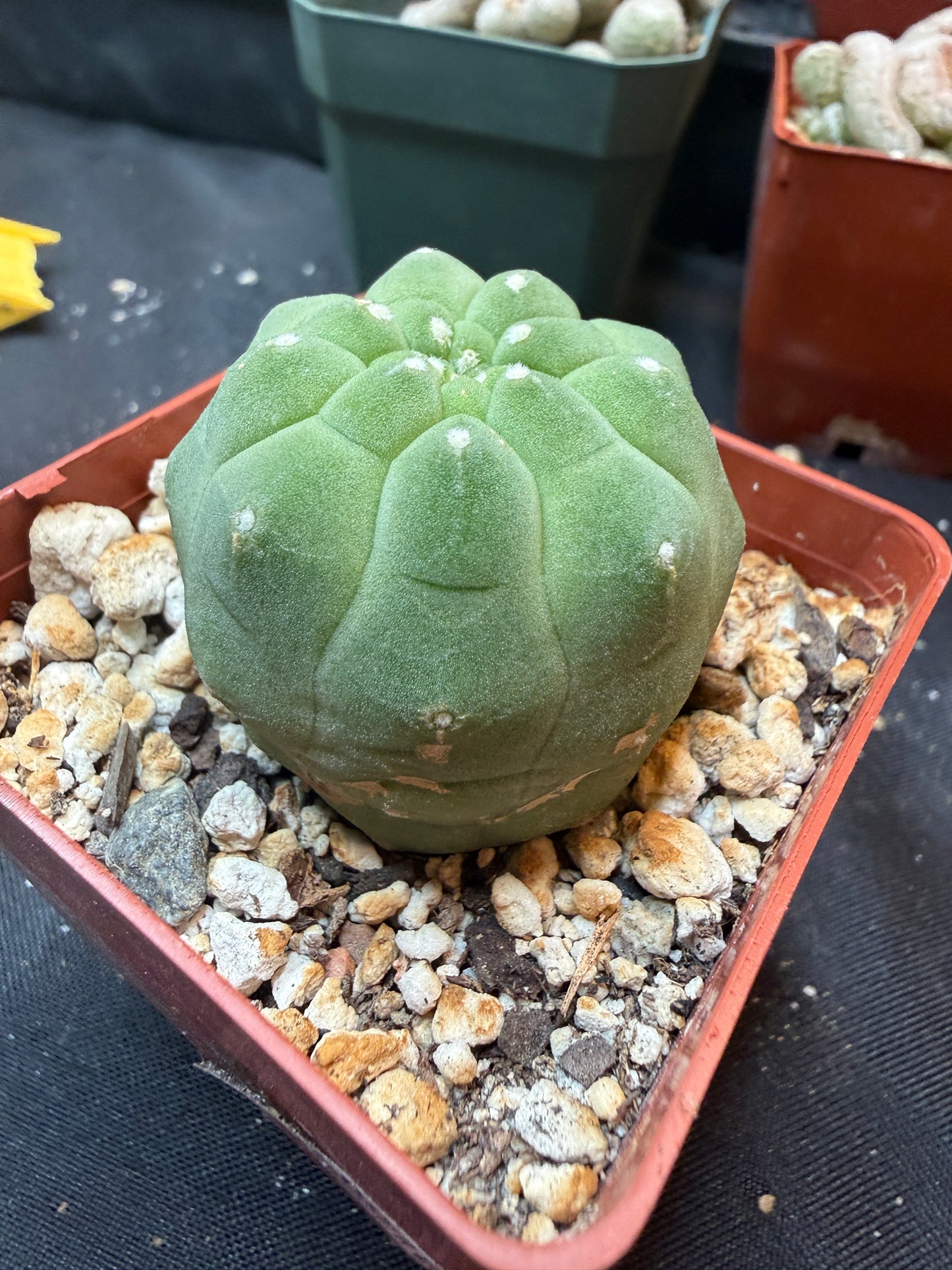 Matucana madison 331