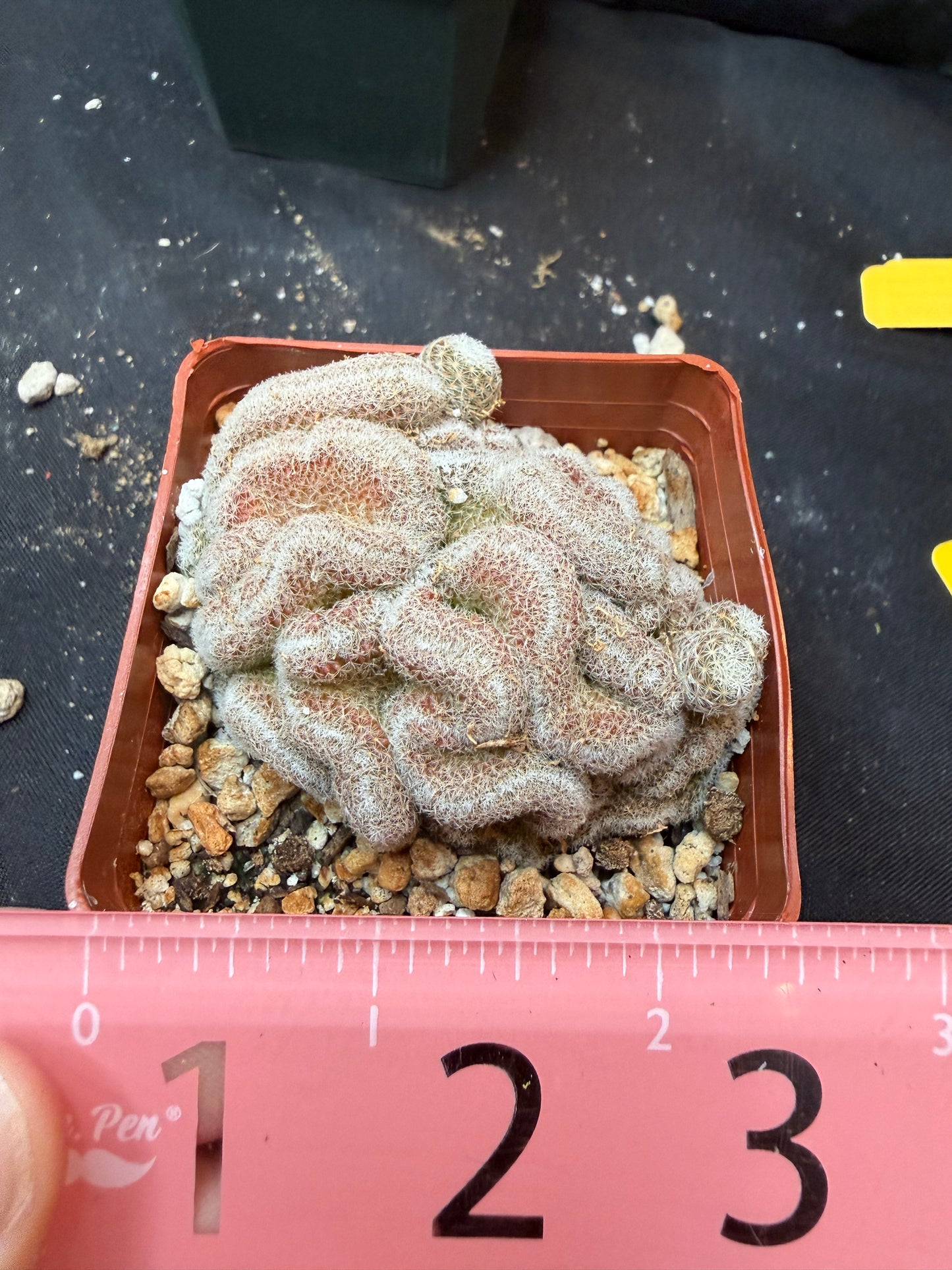 Mammillaria microthele crest 332