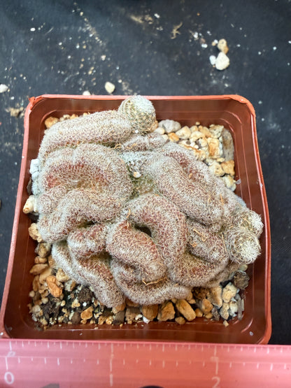 Mammillaria microthele crest 332