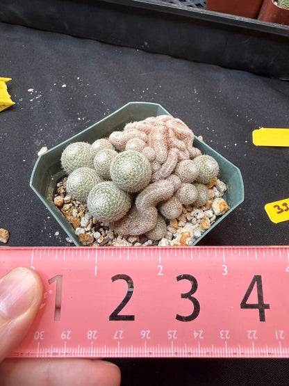 Mammillaria microthele crest 333