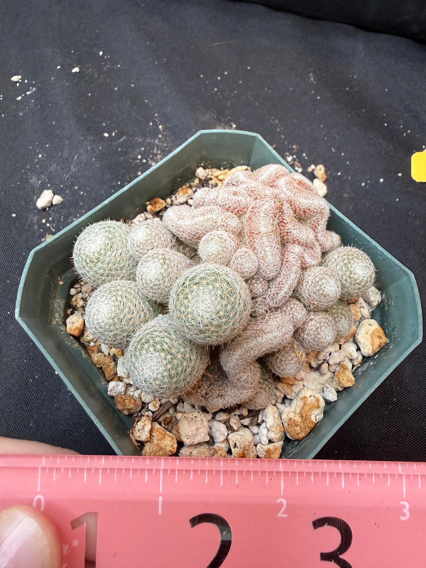 Mammillaria microthele crest 333