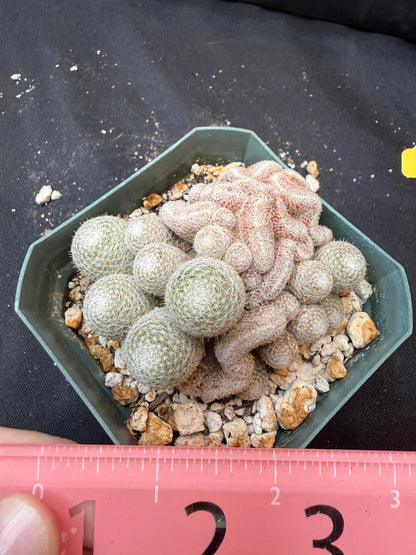 Mammillaria microthele crest 333