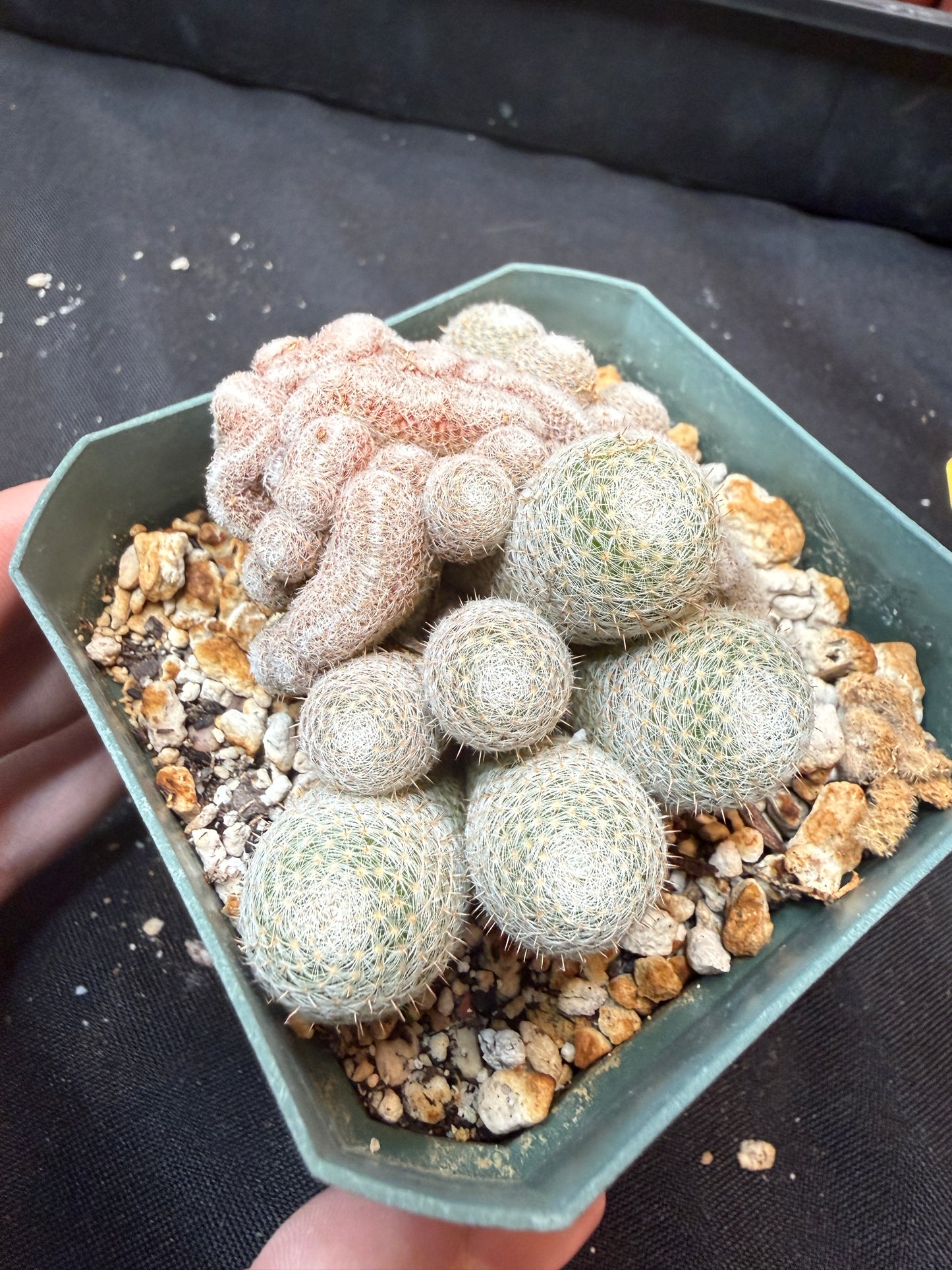 Mammillaria microthele crest 333