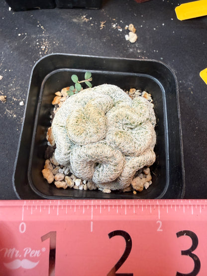 Mammillaria humboldtii crest rare 334