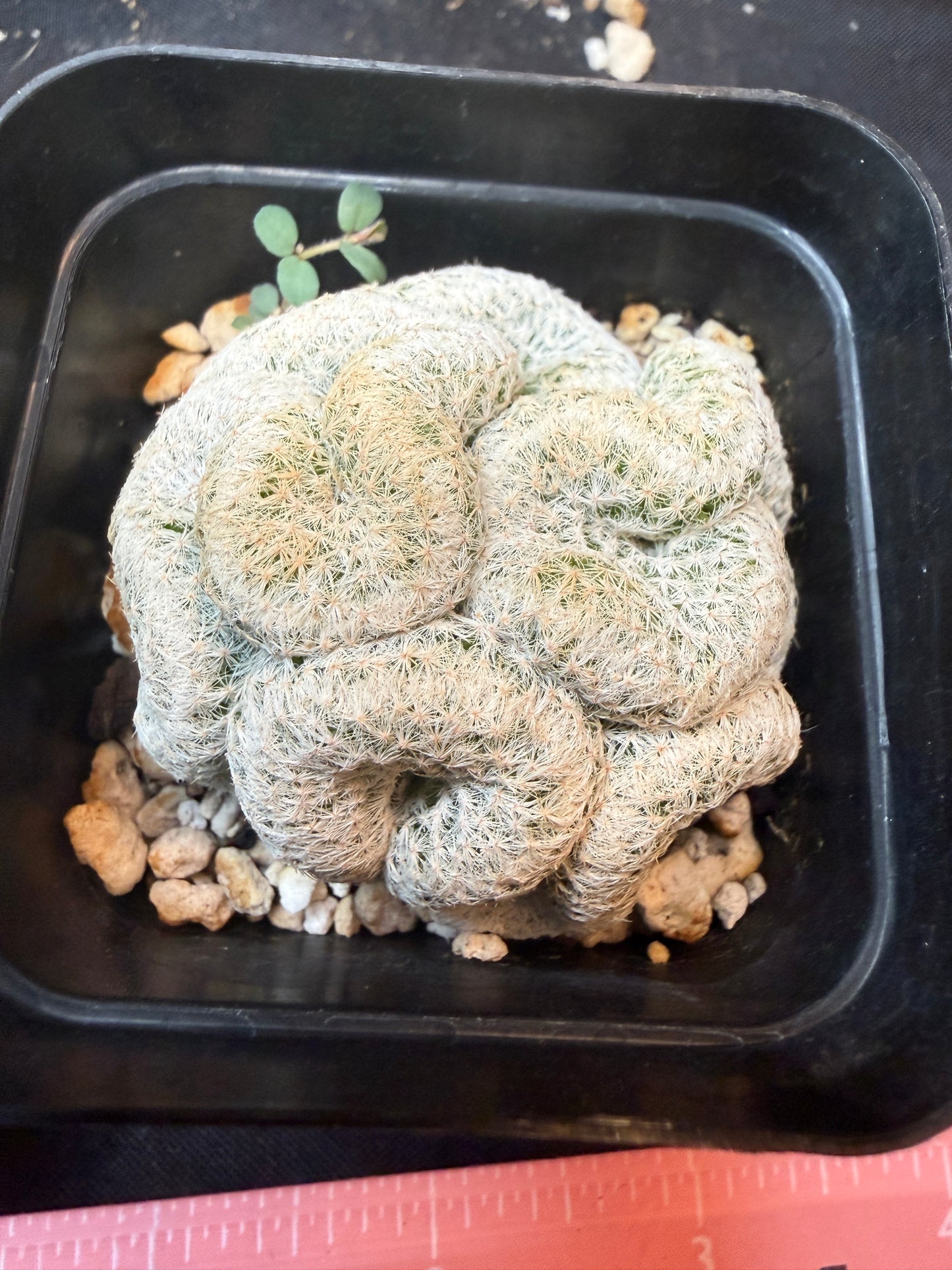 Mammillaria humboldtii crest rare 334