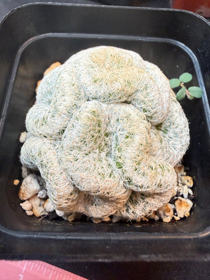Mammillaria humboldtii crest rare 334