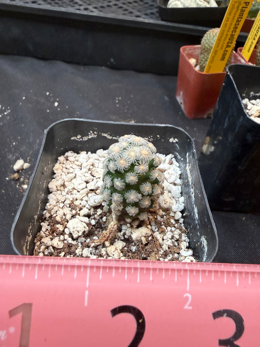 Cochemiae theresae rare 335