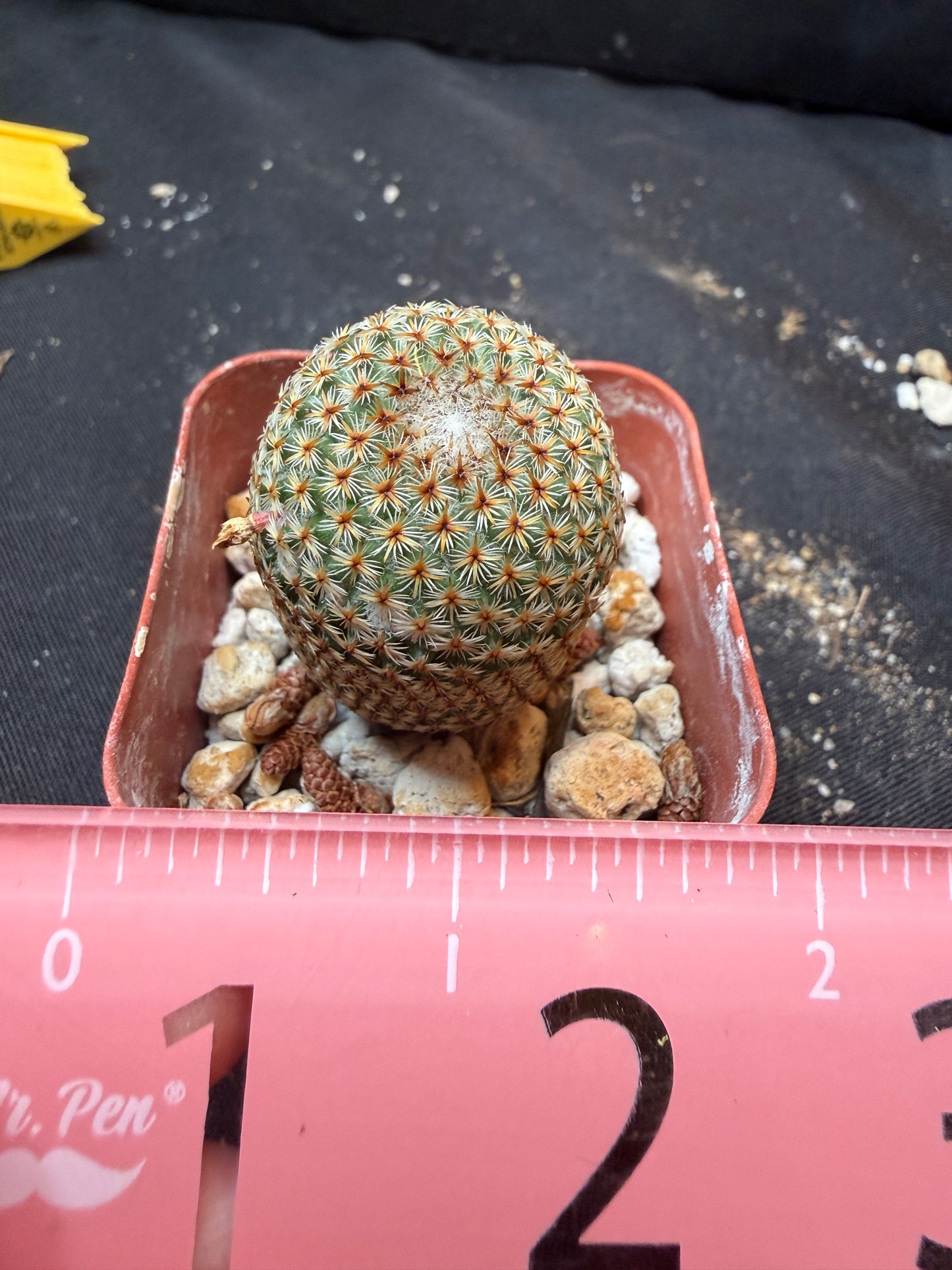 Mammillaria crucigera 337 flowering size