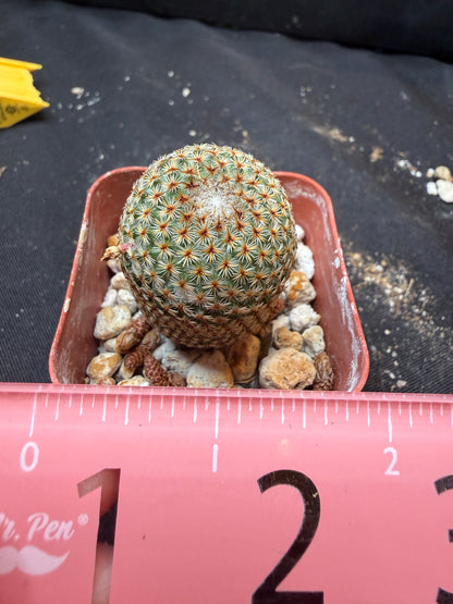 Mammillaria crucigera 337 flowering size