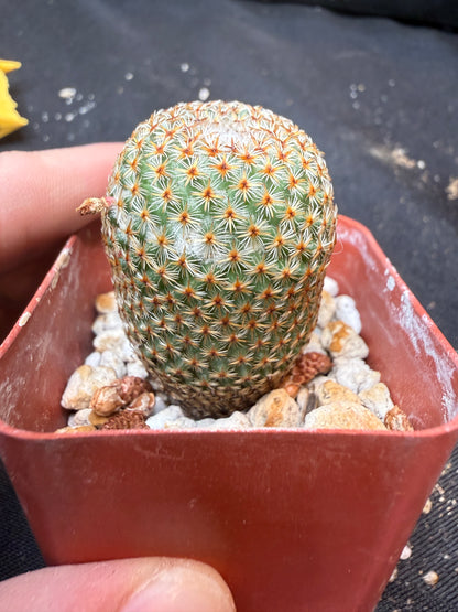 Mammillaria crucigera 337 flowering size