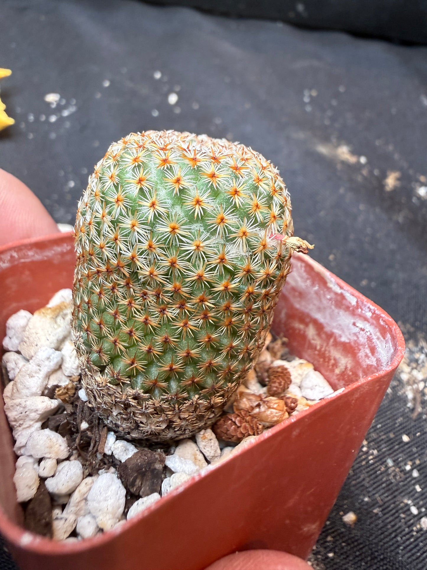 Mammillaria crucigera 337 flowering size