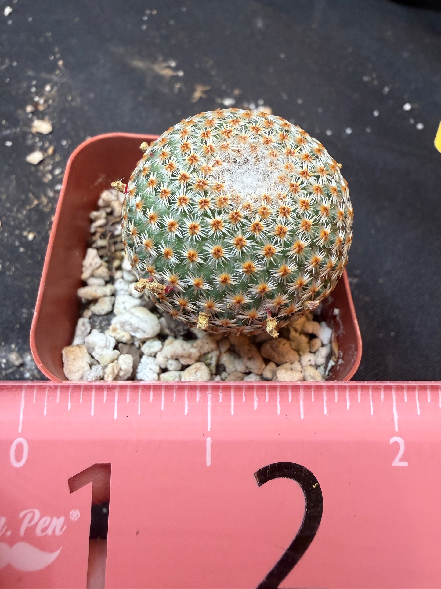 Mammillaria crucigera rare 338 flowering size