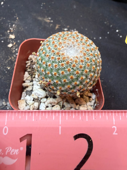 Mammillaria crucigera rare 338 flowering size