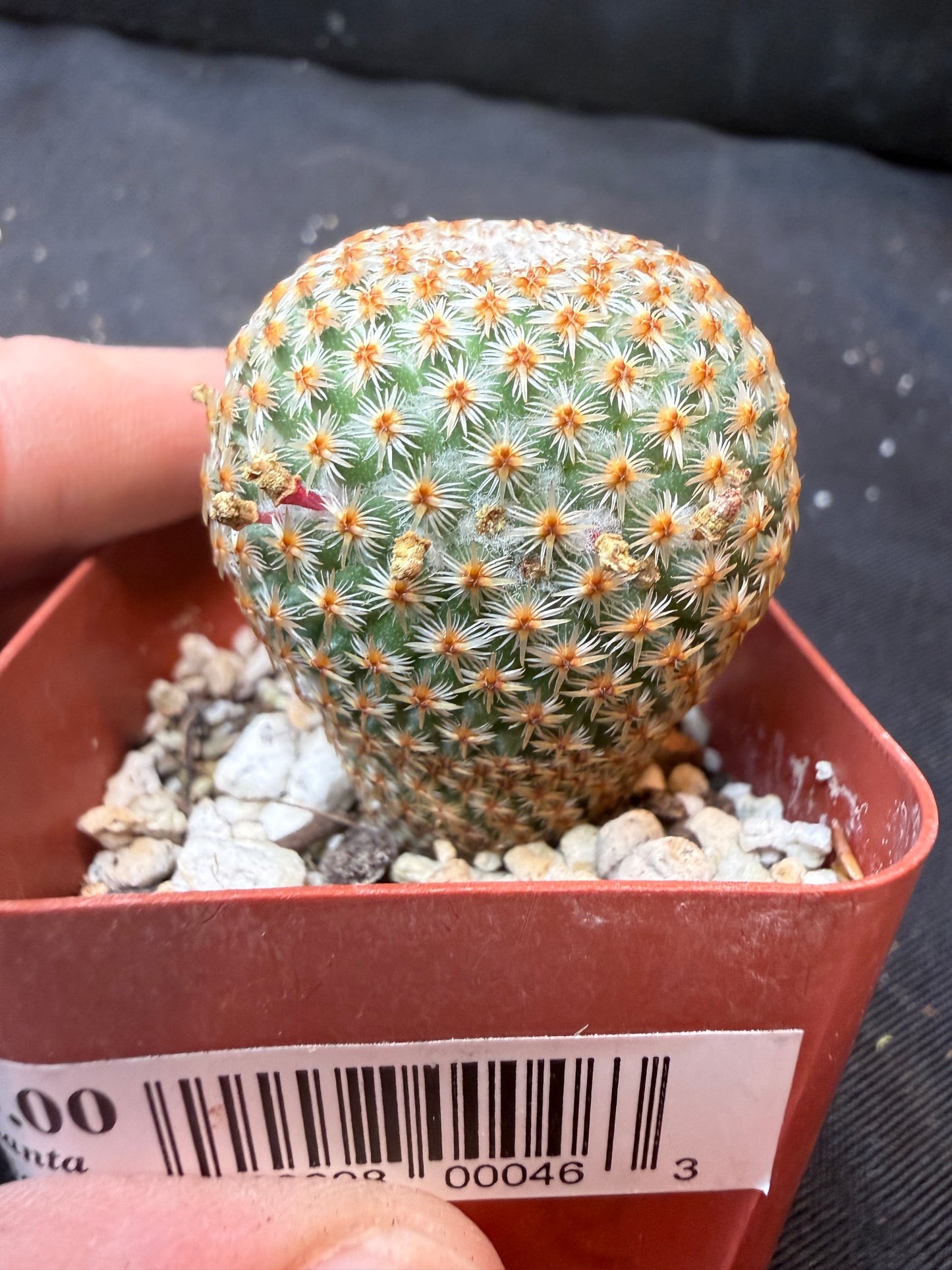 Mammillaria crucigera rare 338 flowering size