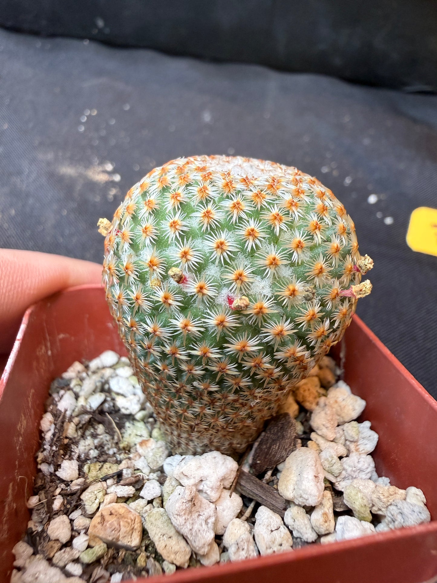 Mammillaria crucigera rare 338 flowering size